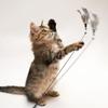 Brinquedo Varinha Cat Teaser de Qualidade de Competição para Gatinhos, Gadget de Autoentretenimento para Alívio do Tédio, Varinha Longa Pena Suprimentos para Gatos que Consomem Energia