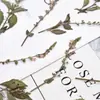 Marcador de Libro de Espécimen de Planta Ban Bian Lian Marcador de Libro de Flores Prensadas Materiales para Manualidades Herramientas para Flores Secas Para Estudiantes Espécimenes de Flores Secas Hechos por Uno Mismo