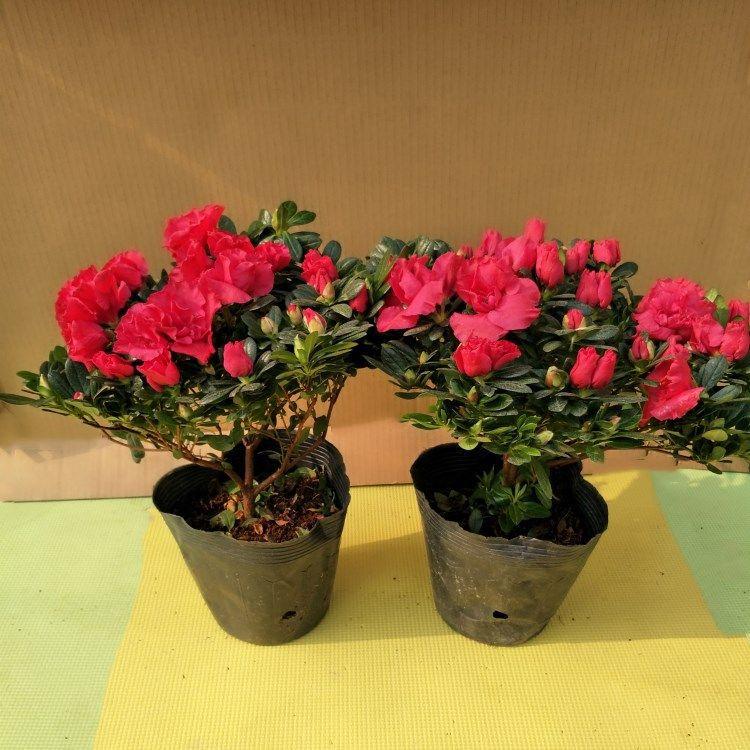红杜鹃30cn6.jpg