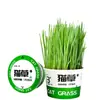 Gato Preguiçoso Erva para Gatos Macarrão Instantâneo Pet Snacks Comida de Gato em Lata Vaso Hidropônico com Erva para Gatos Comprimidos para Bolas de Pelo Palitos de Erva para Gatos Planta de Erva para Gatos em Vaso