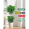Árbol Feliz Sala de Estar en Maceta Planta Verde Grande y Vieja Oficina Árbol Seguro Planta Absorbente de Formaldehído Fácil de Mantener en Todas las Estaciones