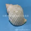 Concha Natural de Concha Hana Caracol Cebola Caracol Eremita Concha de Reposição Aquário Decoração para Fotografia