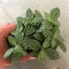 Plantas de Piedra Absorbente Plantas Verdes Piedra de Agua Acuaterrario Tanque de Selva Rocalla Paisajismo Musgo Helecho Micro-paisaje Plantas de Bonsái