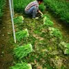 Semillas de Rey de Ajo Porro y Ajo Porro de la Universidad Agrícola Son Resistentes al Frío y Sobreviven al Invierno Sin Dormancia. Cortar 6-7 Veces al Año. Semillas de Puerro Sobreviven al Otoño y al Invierno
