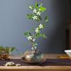 Planta Hidropónica Flor de Murraya Planta Verde en Maceta Interior Jazmín de Murraya Fácil de Cuidar Todas las Estaciones Escritorio Planta Verde de Bajo Mantenimiento