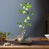 Planta Hidropónica Flor Jiulixiang Planta Verde Interior Qilixiang Maceta Jazmín Escritorio de Oficina Planta Perezosa Cultivada en Agua
