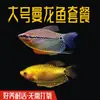 Pez Manlong, Alevines de Agua Dulce, Peces Ornamentales, Fáciles de Criar, Resistentes, Peces Pequeños Que No Necesitan Oxígeno, Pez Lili Pequeño y Colorido, Peces Vivos para Principiantes