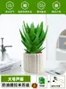 Ciudad sin Noche Planta de Aloe Vera en Maceta Planta Verde Purificadora de Aire de Interior Suculenta para Escritorio de Oficina Flor de Cuatro Estaciones Cactus Plántula de Aloe Vera