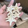 Rey Estrella de Mar Estrella de Mar Mediterránea Adornos Decorativos de Pared Concha de Caracol Natural Estrella de Mar Dedo