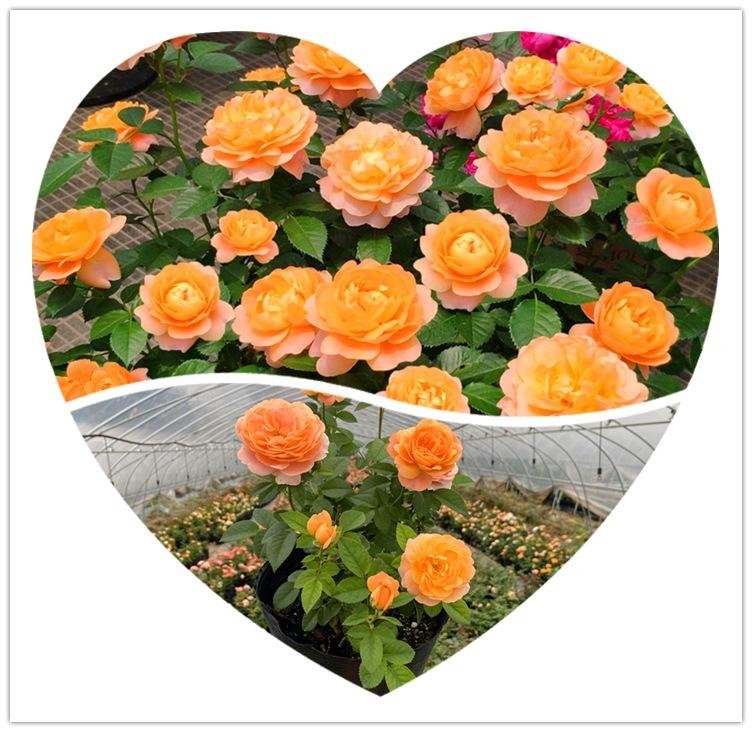 gm6WifKnzdTvlDvQUnfWcwuqU1s8UdsRgUFk