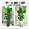 Ave-do-Paraíso Planta Verde em Vaso Planta Grande de Interior para Sala de Estar de Chão Árvore Real Planta de Escritório Dalu Flor Strelitzia Reginae