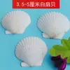 Concha Blanca Natural Vieira Blanca Grande DIY Pintura Hecha a Mano Graffiti Pegatina de Pared Concha Hawaiana Venta al por Mayor