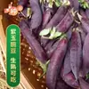 Colección Completa de Semillas de Chícharo Morado, Chícharos Morados Dulces y Crujientes, Semillas de Chícharo Morado, Semillas Originales, Venta al por Mayor y Entrega