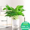 Plantas Hidropônicas de Bambu que Aumentam a Fortuna, Plantas Verdes Fáceis de Cuidar para a Sala de Estar, Flores que Atraem Dinheiro, Plantas de Rabanete Verde, Flores de Interior em Vasos