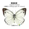Venta Directa al Por Mayor de Fábrica de Especímenes Reales de Mariposas con Alas Extendidas, Diversos Insectos y Escarabajos, Accesorios para Fotos, Educación Científica, Especímenes Naturales