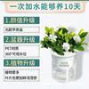 Maceta de flores perezosa con absorción automática de agua, rosa verde, sin riego, redonda, transparente, de plástico, de doble capa, para almacenar agua, maceta de buenos días, anti-podredumbre de raíces.