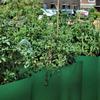 Canteiro de plantio de jardim 6 sacos de plantio de jardim de malha sacos de plantio de beleza de plantas quatro sacos de mudas de cultivo de batata de treliça