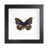 Mariposa Real, Especie Preciosa de Verano, Mariposa Rara, Mariposa Pequeña de Cinta Verde, Adorno de Escritorio, Espécimen de Regalo, Pintura Decorativa, Espécimen de Mariposa