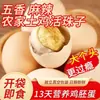 Ovos de Embrião de Frango Fertilizado Frescos com 13 Dias, Temperados e Picantes, Ovos Temperados, Prontos para Comer, Embalados a Vácuo, Venda por Atacado e Dropshipping Disponíveis
