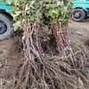 Mudas de Uva, Mudas de Frutas Sem Sementes, Plantas em Vasos de Terra, Trepadeiras do Norte e do Sul, Projetos de Plantio de Quintal, Mudas, Árvores Floridas