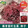 Semillas de Lechuga Morada Semillas de Verduras Semillas de Lechuga Morada Al Por Mayor Rosa Roja Coral Lechuga Morada Verduras para Ensalada