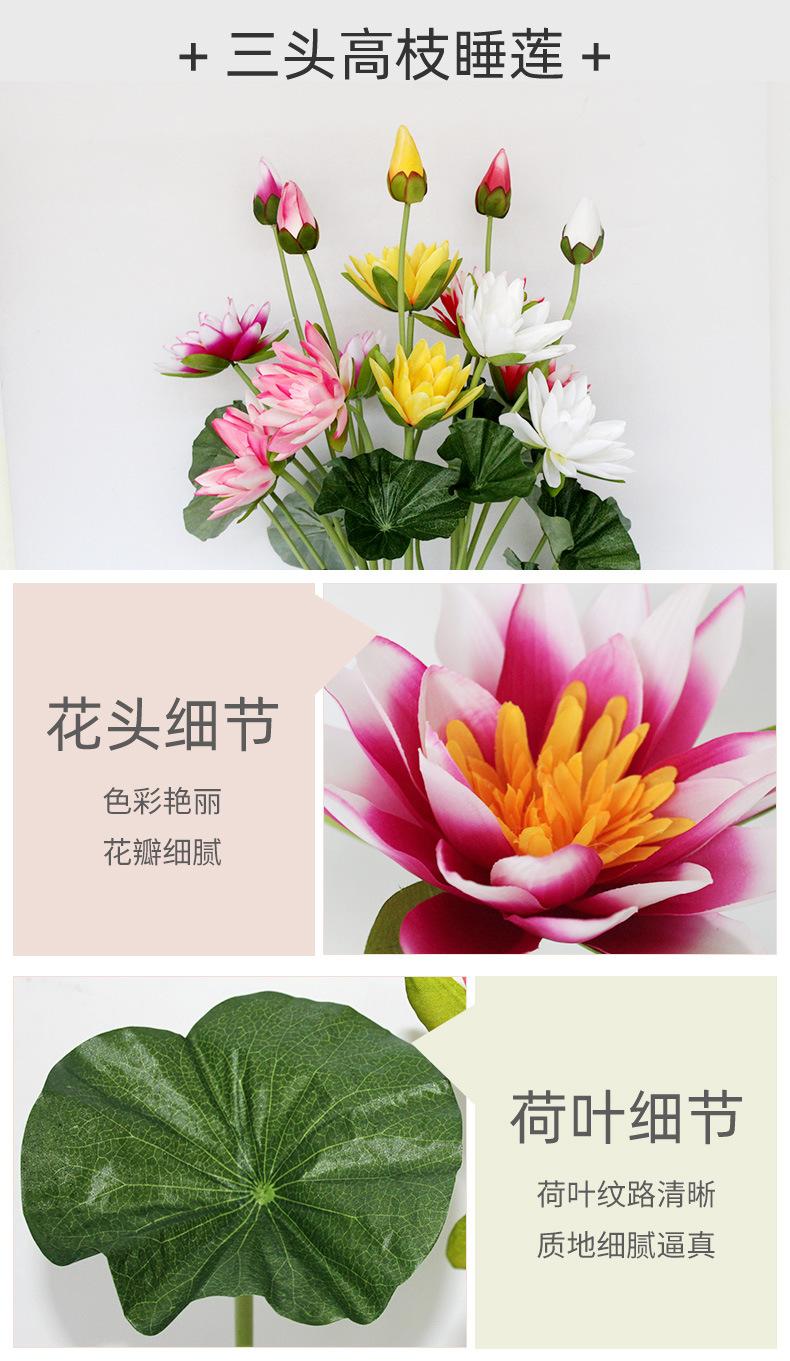 荷花睡莲(1)_02