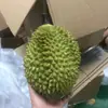 Modelo de Durian de Simulación Plástico Falso Almohada Dorada Grande Fruta Tienda de Frutas Decoración de Ventana Atrezo Fruta Falsa Carne Carne