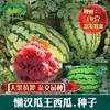 Sementes de Melancia Lazy Man Melon King Big Melon para Plantio em Terrenos Agrícolas, Frutos Grandes, Resistentes ao Transporte, Polpa Vermelha, Crocante e Doce.