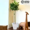 Planta de Limonero en Maceta con Fruta Comestible Planta Verde Alta para Sala de Estar Planta Grande Interior Balcón Perenne Todo el Año