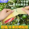 Naranja Navel Protector Solar Calcomanía Naranja Fruta Naranja Naranja Baba Naranja Protector Solar Reparación Desgarro Manual Unilateral Árbol Frutal Cubierta de Fruta