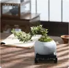 Borda Dourada Junho Neve Penhasco Planta em Vaso Pequeno Raiz Levantada Desktop Escritório Flor Interna Florindo Tronco Velho Significado Zen Bonsai