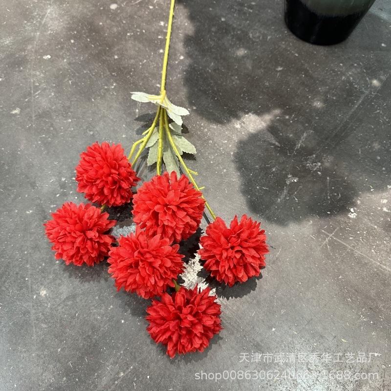 6头球菊红色