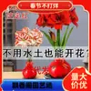 Dropshipping Bola de Cera de Amarilis Cera para Sellar Amarilis de Doble Pétalo Bulbo Planta en Maceta Floreciente Extra Grande Interior Balcón Persona Perezosa