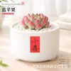 Plantas Suculentas de Interior, Cactos Pequenos em Vasos, Flores, Plantas Verdes, Escritório, Jardim de Infância, Mesa, Suculentas Tipo Cacto