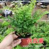 Samambaia-capilária em Vaso Samambaia-de-Boston Samambaia-rabo-de-lobo Samambaia-ninho-de-pássaro Sementes de Flores de Samambaia-capilária Plantas Florais para Micro Paisagismo