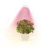 Luz de Crecimiento para Plantas Anillo de Ángel USB Temporizada Regulable Luz Suplementaria para Plantas Verdes y Plantas en Maceta Luz Suplementaria para Plantas Verdes de Interior