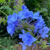 Planta Extraordinária de Sementeira Floco de Neve Azul Floco de Neve Branca em Vaso Planta Resistente ao Calor e Fácil de Cultivar Jardim Pátio Trepadeira Cinta de Flores Cinta de Flores Solo