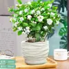 Mudas de Jasmim em Vaso de Flores Dobradas, Forte Aroma para Varanda Interna com Botões, Plantas Floríferas Fáceis de Cultivar que Florescem em Todas as Estações