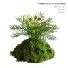 Musgo Sintético Decoración Suave para Interiores Conjunto de Micro-Paisajismo Combinación Ventana Pasillo Musgo Falso Planta Verde Decoración de Paisajismo Arreglo