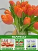 Tulipanes Hidropónicos al por Mayor 5 Grados Bulbos Grandes Resistentes al Frío para Invierno Interior/Exterior Fáciles de Cultivar para Principiantes Flores en Maceta Plantas