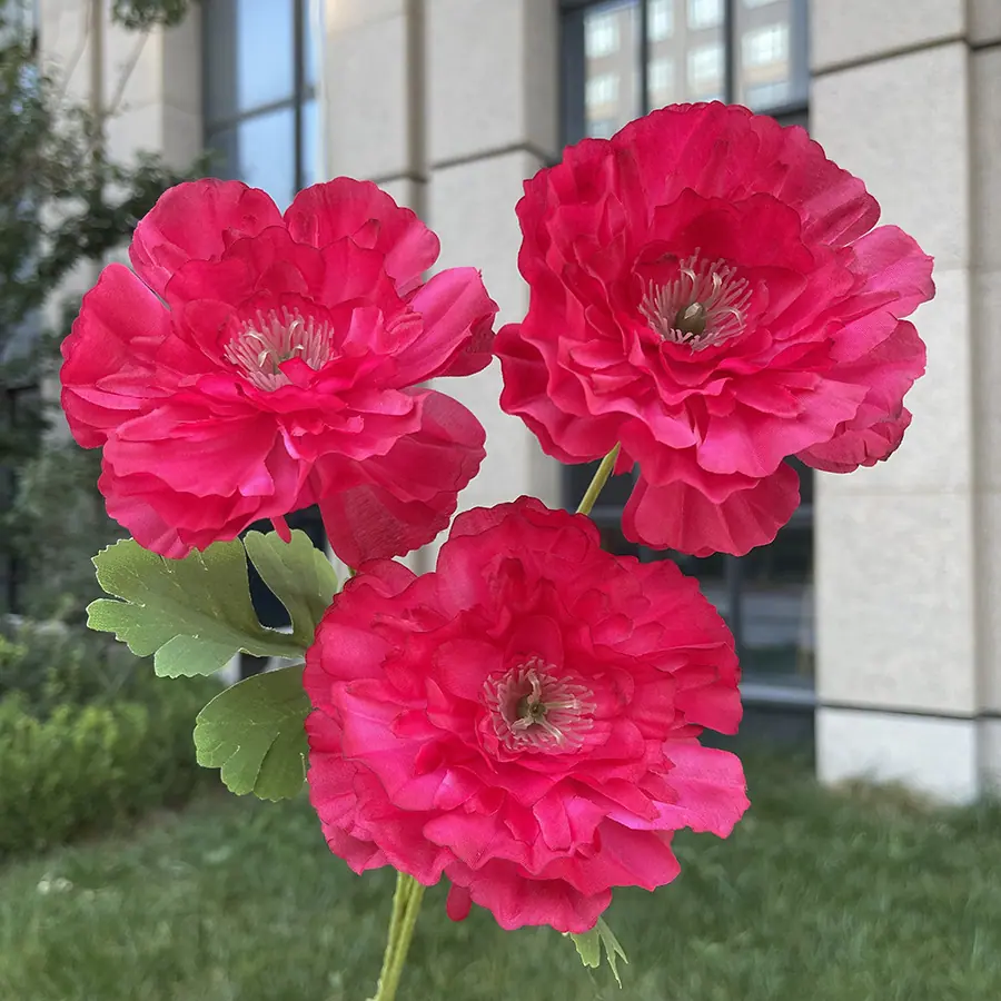 3头如意大露莲-xlmls-玫红.JPG