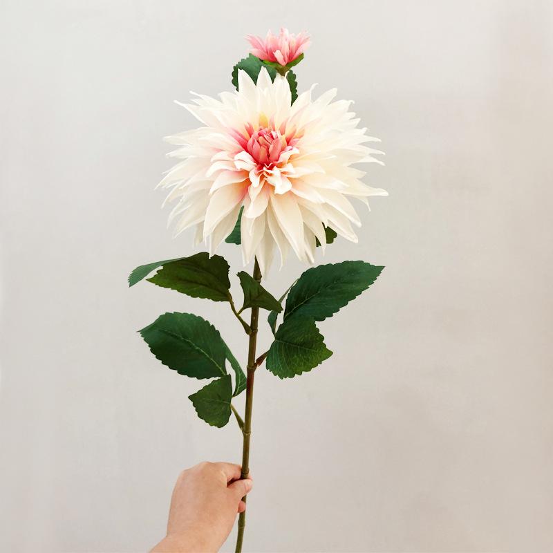 爱尔兰大理花粉色