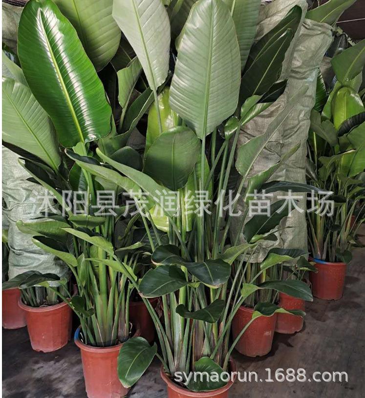 天堂鸟3