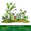 Série Paisagem de Expressão Idiomática de Quatro CaracteresCombinação de Plantas Verdes Artificiais para Paisagismo Decoração de Vitrine Interna