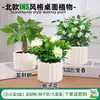 Las plantas en maceta son fáciles de cuidar en las salas de estar interiores.; plantas verdes hidropónicas, bonsáis creativos, plantas de la suerte, plantas pequeñas en maceta y árboles de la fortuna son todas excelentes opciones