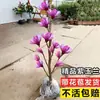 Dropshipping de mudas de magnólia anã em vasos com botões, flores de magnólia roxas adequadas para plantio tanto no norte quanto no sul, plantas com flores resistentes