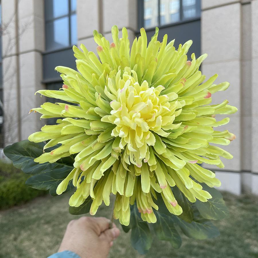 单支龙爪菊-wxysjx-绿色.JPG