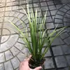 Plantas de Piedra Absorbente Plantas Verdes Piedra de Agua Acuaterrario Tanque de Selva Rocalla Paisajismo Musgo Helecho Micro-paisaje Plantas de Bonsái