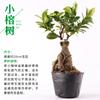 Rocalla de piedra Shangshui bonsái piedra absorbente planta planta verde semilla de hierba cálamo paisaje micro interior maceta musgo polvo de esporas