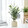 Estilo Ins Escandinavo Decoração de Interior de Escritório Rinoceronte Branco Lírio Calla Sala de Estar Planta Verde Planta em Vaso Purifica o Ar e Remove Formaldeído